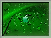 Apple, Zielony, Liść, Rosa, Logo