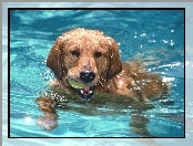 Basen, Pies, Pływający, Aportujący