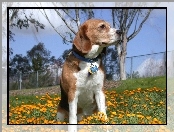 Beagle Harrier, żółte, kwiatki