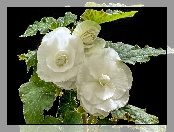 Begonia bulwiasta, Liście, Białe, Kwiaty