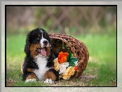 Berneński pies pasterski, Kwiaty, Szczeniak, Koszyk