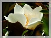 Biała, Liście, Magnolia, Kwiat