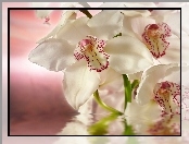 Biała, Rozmycie, Orchidea, Woda