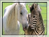 Biały, Przyjaźń, Koń, Zebra