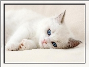 Biały, Oczy, Kot, Niebieskie