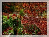 Bukiet, Drzewa, Jesień, Róże, Liście, Astry