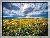 Kwiaty, Promienie słoneczne, Stany Zjednoczone, Chmury, Pomnik Narodowy Równiny Carrizo, Łąka, Kalifornia