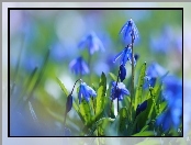 Cebulica syberyjska, Niebieskie, Kwiaty