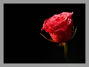Czerwona, Czarne tło, Róża, Rosa