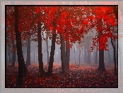 Czerwone, Las, Jesień, Mgła, Drzewa, Liście