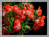 Czerwone, Różanecznik, Kwiaty, Azalia