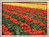 Kwiaty, Czerwone, Żółte, Tulipany, Plantacja