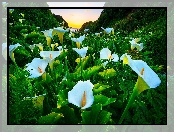 Dolina, Kwiaty, Stany Zjednoczone, Kalie, Park stanowy Garrapata, Góry, Kalifornia