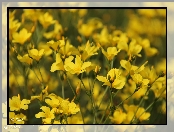 Żółte, Drobne, Kwiaty