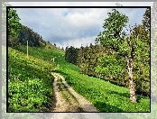Droga, Szwajcaria, Zbocze, Drzewa