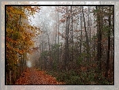 Dróżka, Jesieni, Krajobraz, Liście, Drzewa, Kolorowe