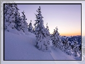 Drzewa, Zima, Szwajcaria, Śnieg, Góry, Świerki