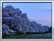 Kwitnące, Drzewa, Wiosna