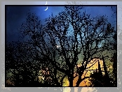 Drzewa, Księżyc, Niebo, Blask, Noc, Cień