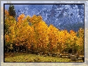 Drzewa, Jesień, Las, Gór, Żółte, Szczyty