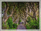 Droga, Hrabstwo Antrim, Irlandia Północna, Buki, Aleja Dark Hedges, Drzewa