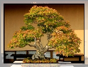 Drzewko, Klonu, Bonsai, Miniatura