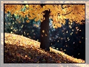 Jesień, Drzewo, Liście