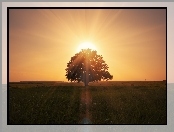 Drzewo, Promienie słońca, Łąka, Wschód Słońca