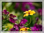 Kwiaty, Fioletowe, Żółty