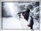 Gałązki, Pies, Border collie, Zima, Śnieg