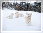 Pies, Zabawa, Zima, Golden retriever, Śnieg