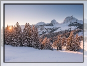 Góry Alpy Berneńskie, Szwajcaria, Góry, Szczyt Gantrisch, Drzewa, Kanton Berno, Las, Wschód Słońca, Zima