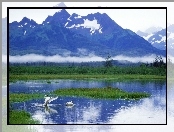 Góry, Alaska, Jezioro, Łabędzie