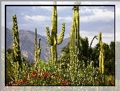 Góry, Kaktusy