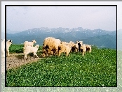 Owce, Góry, Trawa