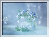 Iglica pospolita, Kwiaty, Białe, Niebieskie