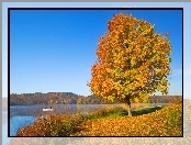 Jesień, Liście, Drzewo, Jezioro