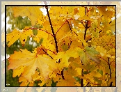Jesień, Liście, Gałązka, Żółte