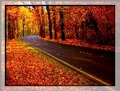 Jesień, Droga, Las, Kolorowe, Liście