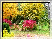 Jesień, Drzewa, Krzewy, Kwiaty, Park