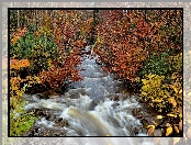 Jesień, Rzeka, Kamienie, Las, Krzewy
