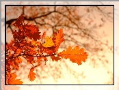 Jesień, Gałąź, Drzewo, Liście, Dąb