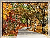 Jesień, Drzewa, Park, Alejka
