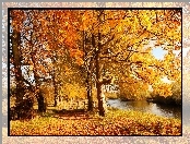 Jesień, Liście, Rzeczka, Drzewa