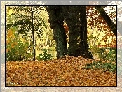 Jesień, Park, Drzewa, Suche, Liście
