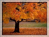 Jesień, Drzewo, żółte Liście