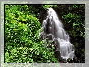 Wodospad, Kamienie, Paprocie