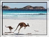 Kangury, Morze