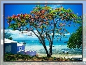 Karaiby, Morze, Plaża, Kwitnące, Drzewo