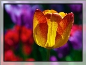 Tulipan, Kolorowe, Tło